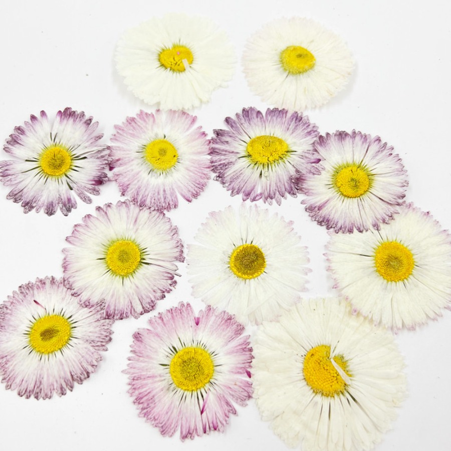 4cm Natural White Daisy Presse - Dried Flower Bookmark ulasan dan harga