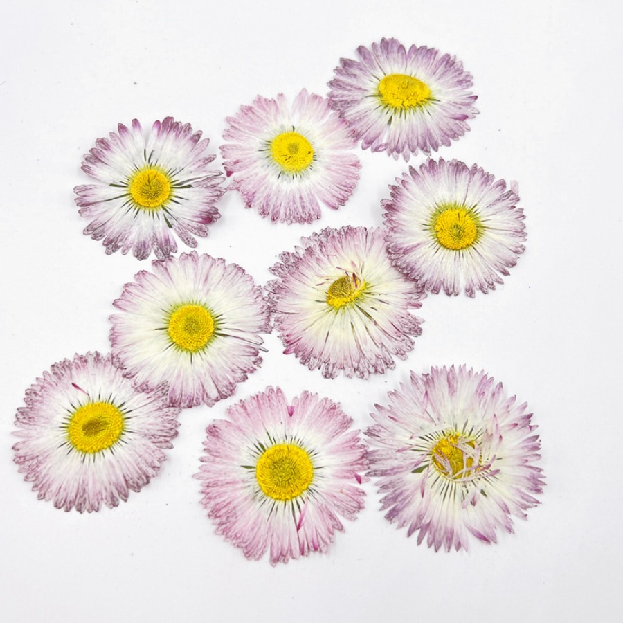 4cm Natural White Daisy Presse - Dried Flower Bookmark ulasan dan harga