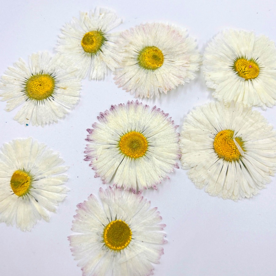 4cm Natural White Daisy Presse - Dried Flower Bookmark ulasan dan harga