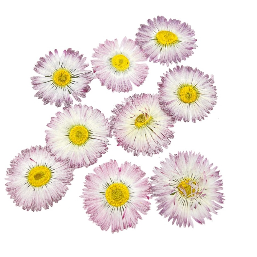 4cm Natural White Daisy Presse - Dried Flower Bookmark ulasan dan harga