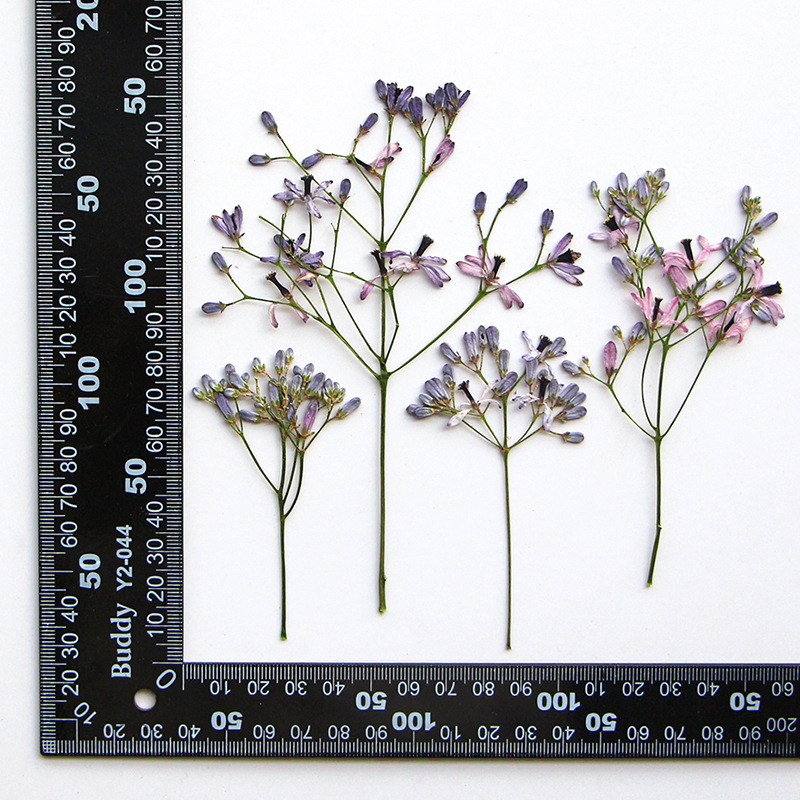 120pcs Pressed Dried Melia aze - Dried Flower Bookmark ulasan dan harga