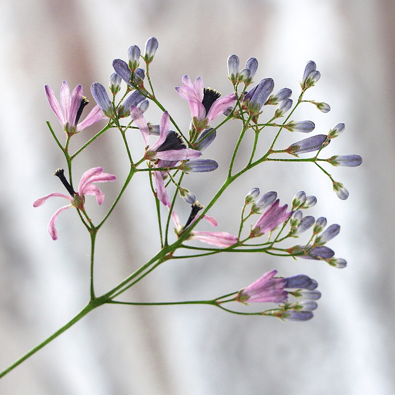 120pcs Pressed Dried Melia aze - Dried Flower Bookmark ulasan dan harga