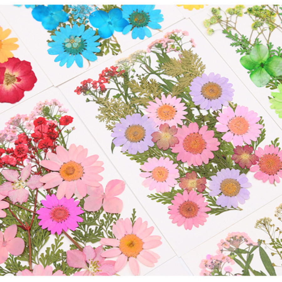 Un-dyed Natural Pressed Dried  - Dried Flower Bookmark ulasan dan harga