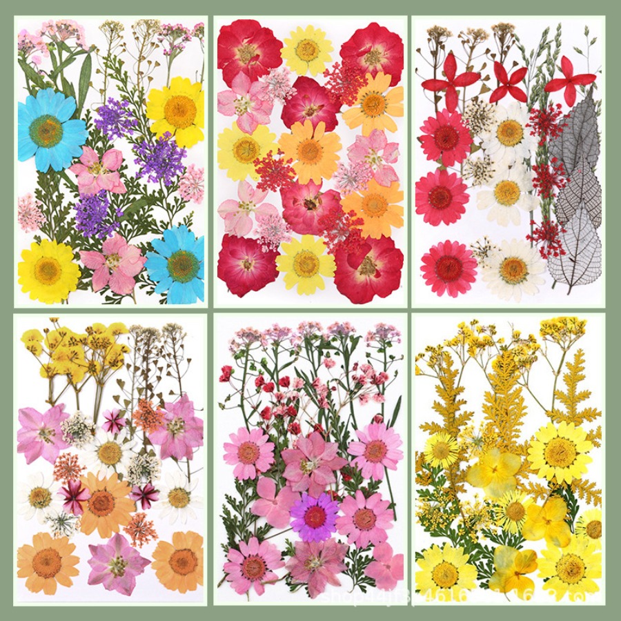 Un-dyed Natural Pressed Dried  - Dried Flower Bookmark ulasan dan harga