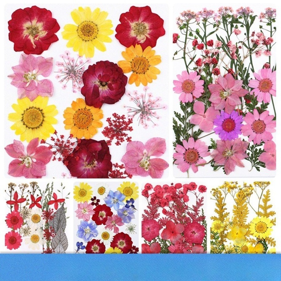Un-dyed Natural Pressed Dried  - Dried Flower Bookmark ulasan dan harga