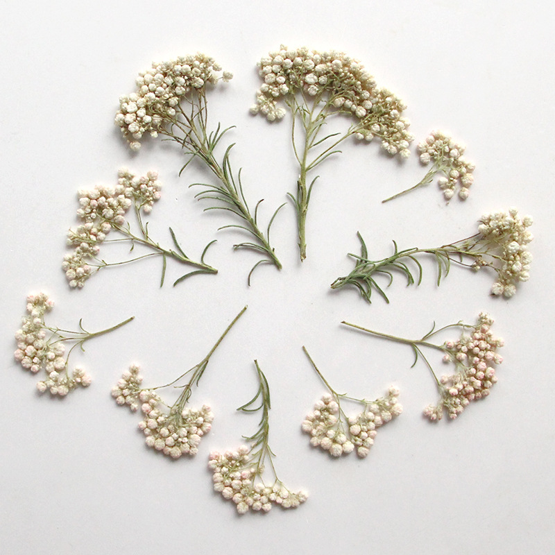 12pcs,Nature Millet flower bra - Dried Flower Bookmark ulasan dan harga