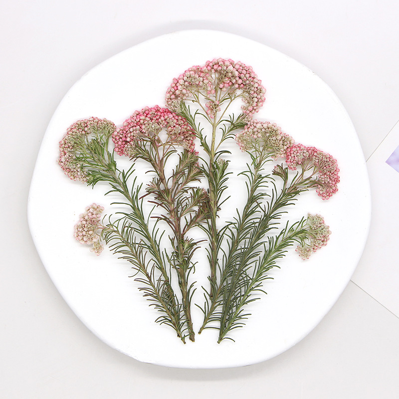 12pcs,Nature Millet flower bra - Dried Flower Bookmark ulasan dan harga