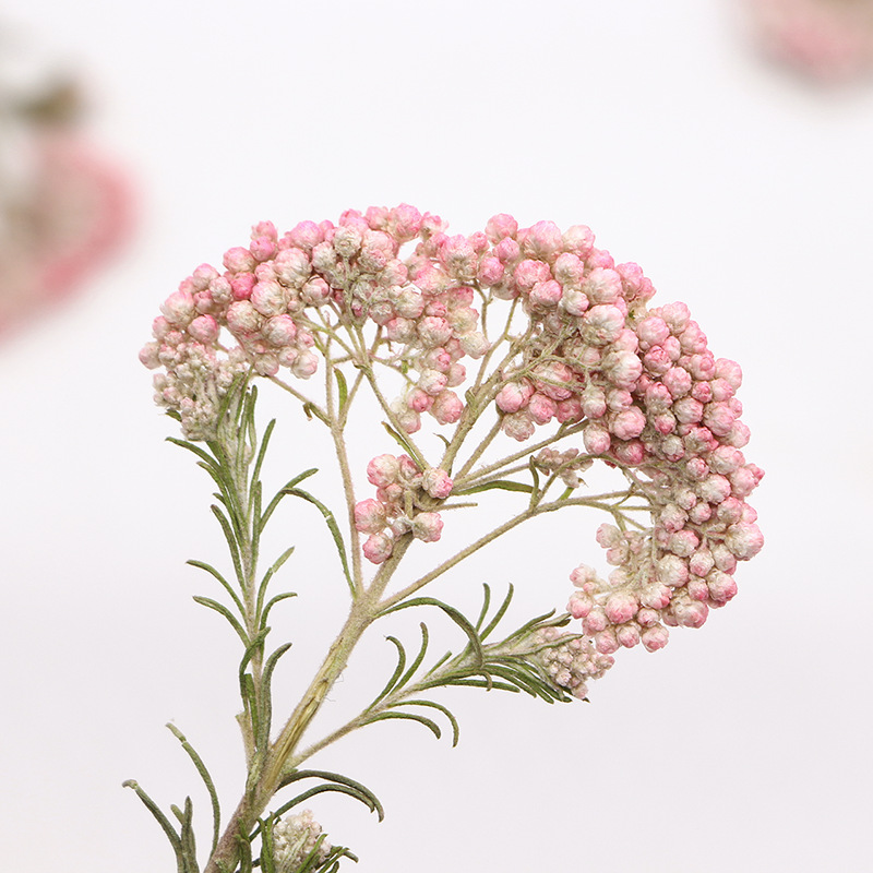 12pcs,Nature Millet flower bra - Dried Flower Bookmark ulasan dan harga