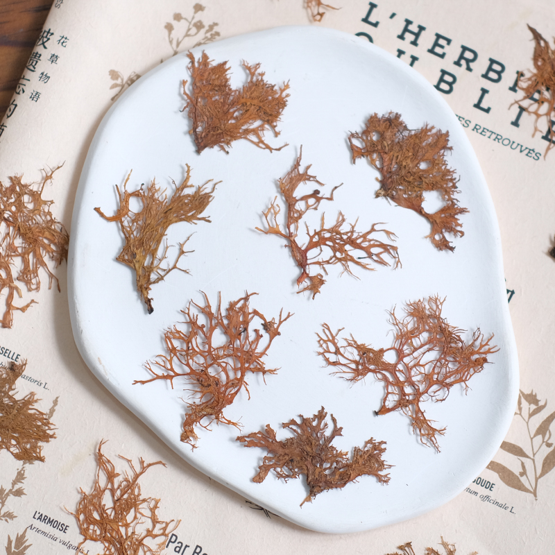 12pcs,Seaweed aquatic plants d - Dried Flower Bookmark ulasan dan harga