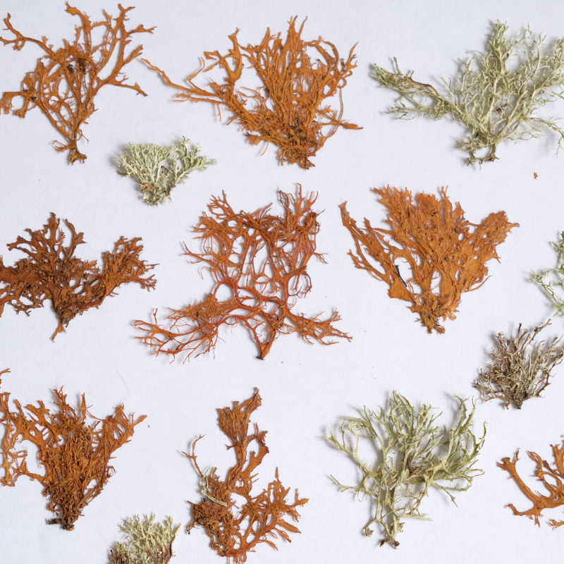 12pcs,Seaweed aquatic plants d - Dried Flower Bookmark ulasan dan harga