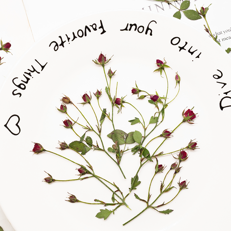 12pcs,Dried Rose Multi Bud Bra - Dried Flower Bookmark ulasan dan harga