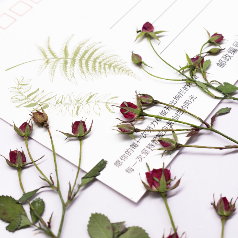 12pcs,Dried Rose Multi Bud Bra - Dried Flower Bookmark ulasan dan harga