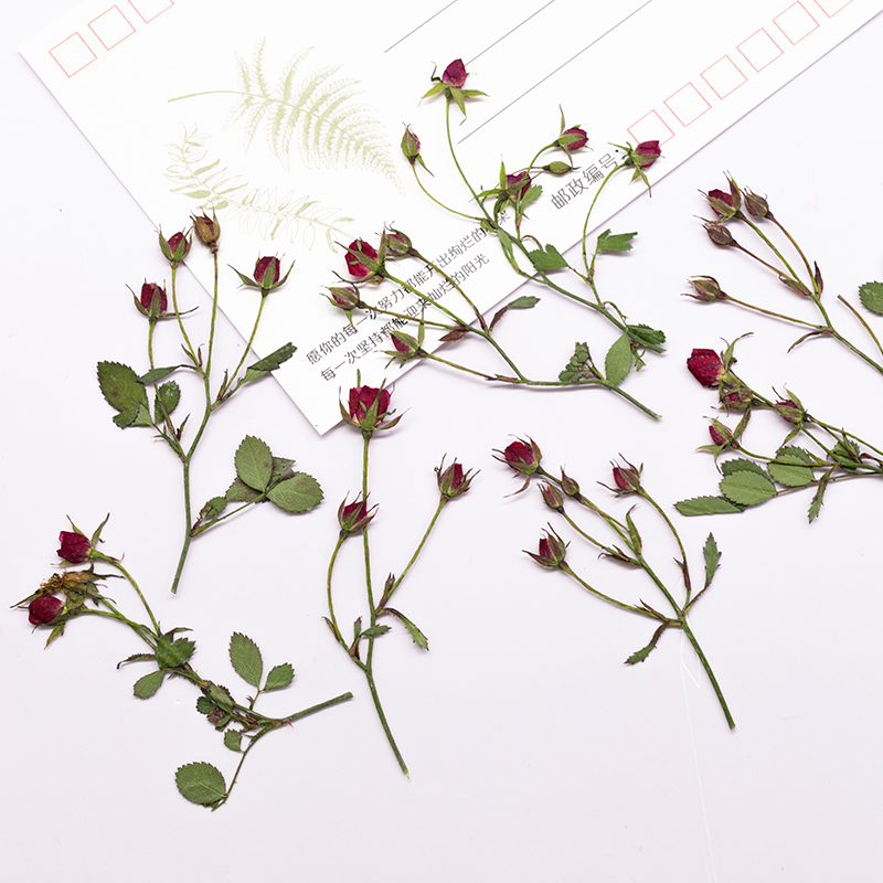 12pcs,Dried Rose Multi Bud Bra - Dried Flower Bookmark ulasan dan harga